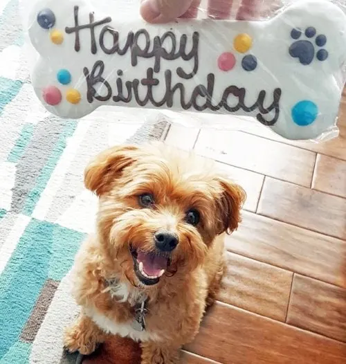 Yay! For Food's extremely cute smiling dog, Teddy, looking a large bone-shaped treat labelled