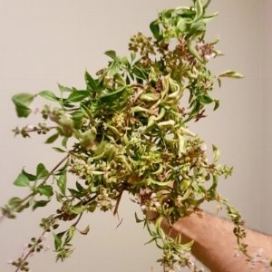 A bouquet of herbs.