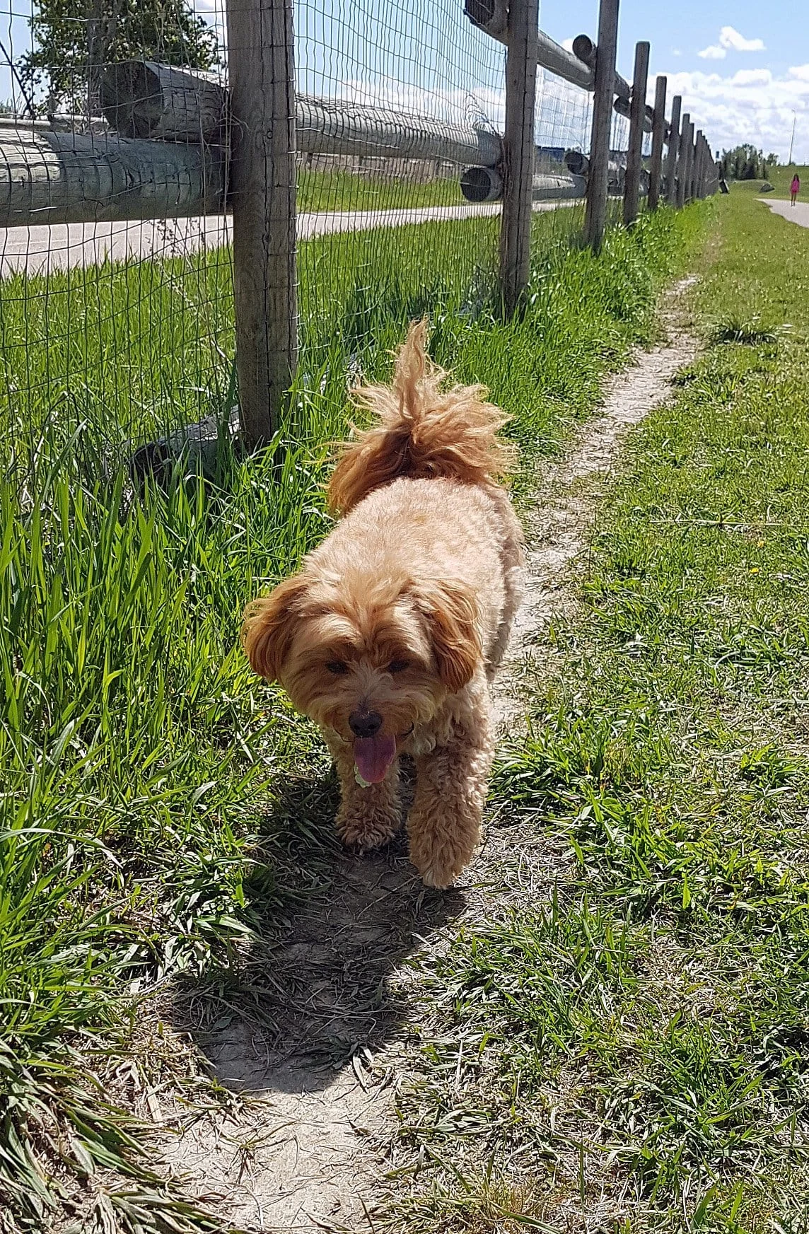 Fluffy small cute dog walking along a grassy path next to a wired fence.