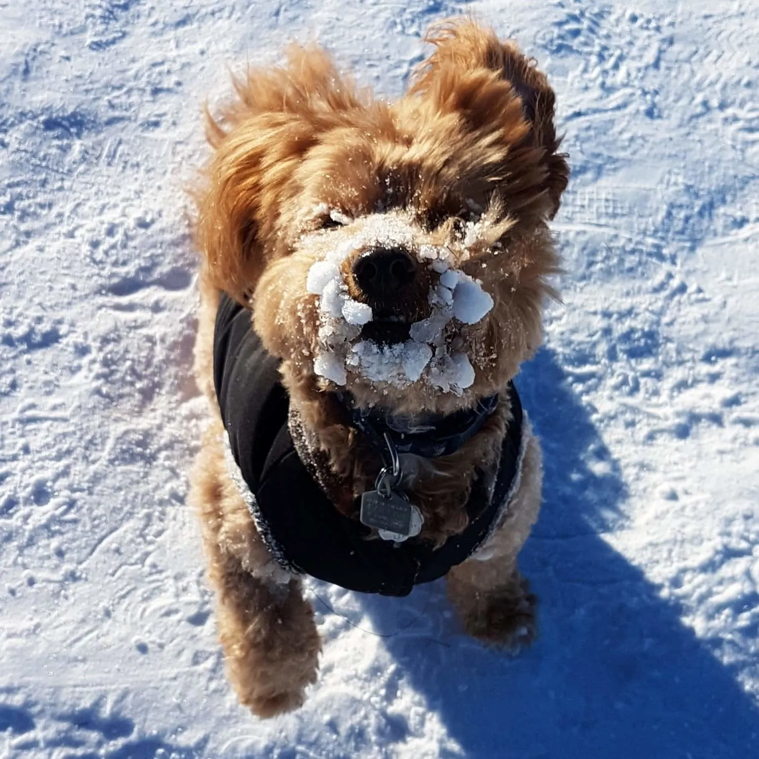 A dog with a face full of snow.