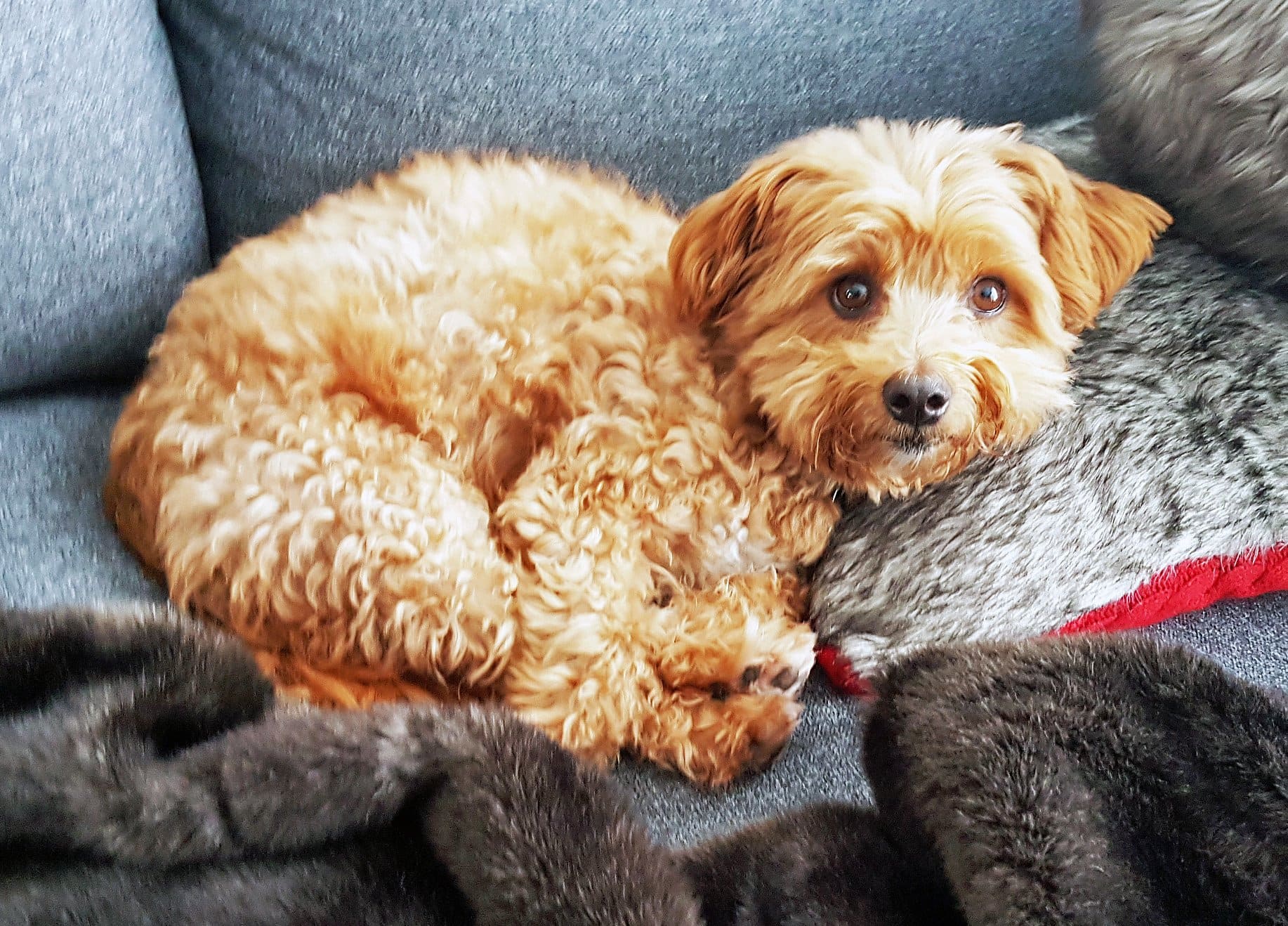  Yay! For Food's official mascot: Teddy the Apricot Maltipoo 